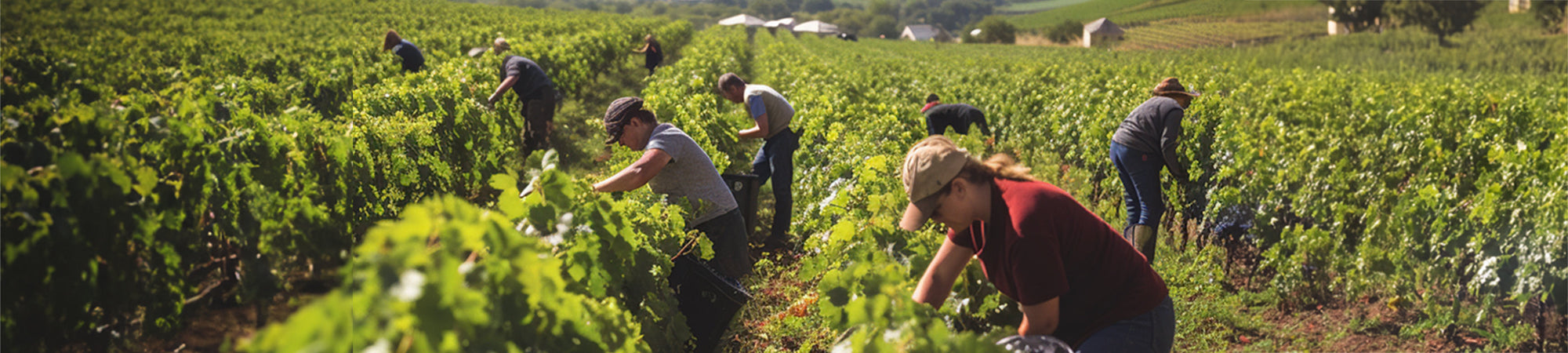 Domaine de Lathevalle